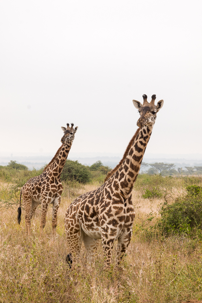 nairobi